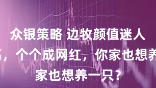 众银策略 边牧颜值迷人智商高，个个成网红，你家也想养一只？